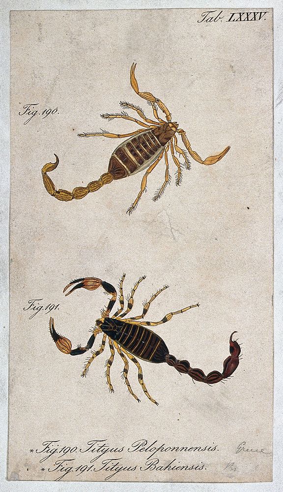 Two scorpions: Tityus peloponnensis and Tityus bahiensis. Coloured engraving.