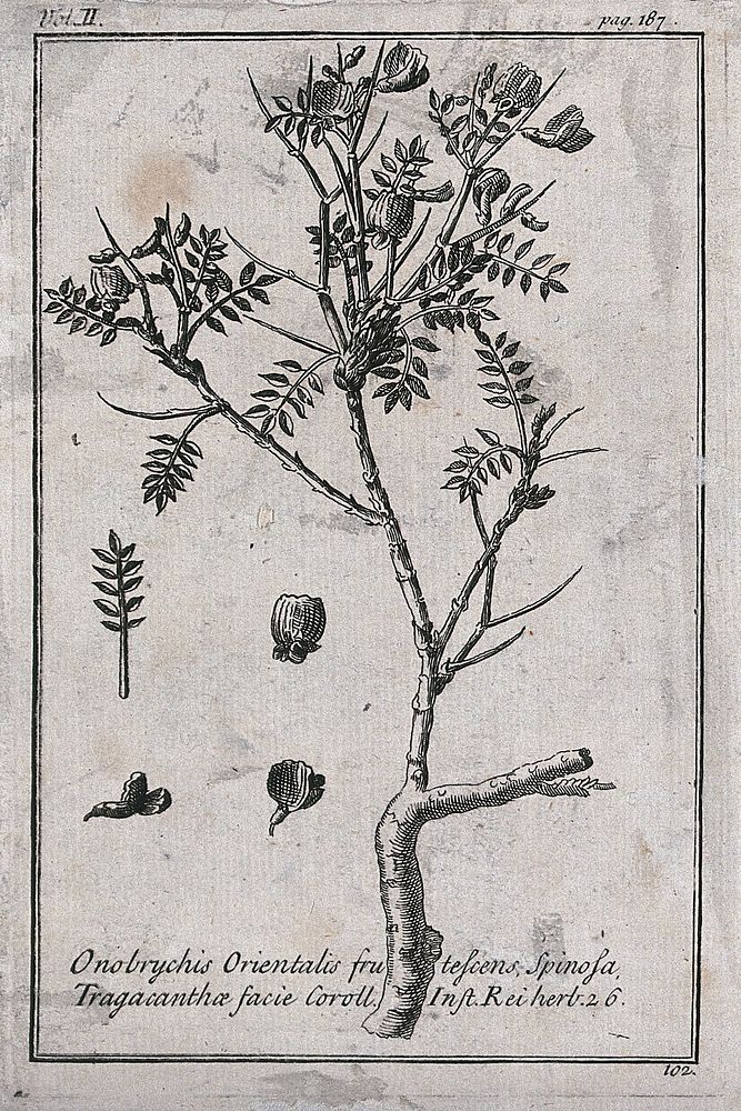 Goat's thorn (Astragalus): flowering stem and floral segments. Etching, c. 1718, after C. Aubriet.