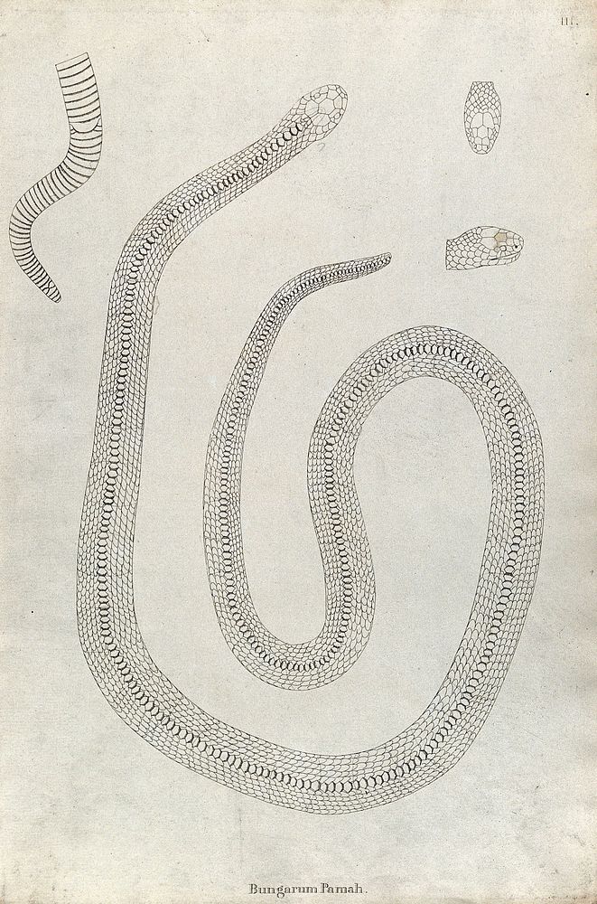 An Indian snake: Bungarum Pamah. Engraving by Skelton, ca. 1796.