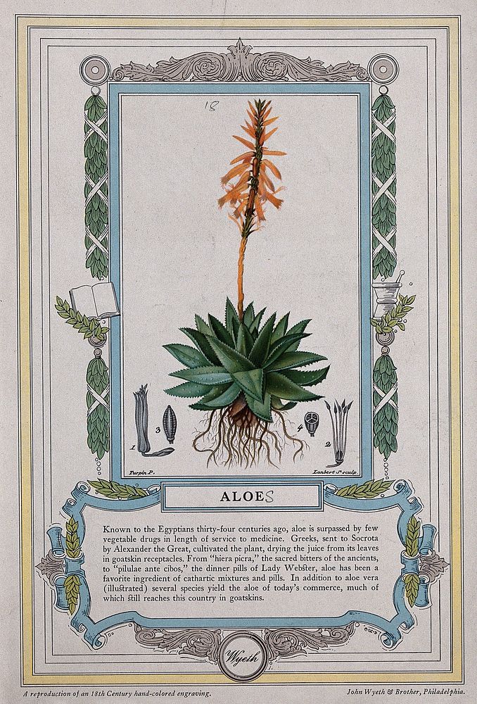 Barbados aloe plant (Aloe vera): flowering plant and floral segments. Colour halftone after J. Lambert, c. 1842, after P.…