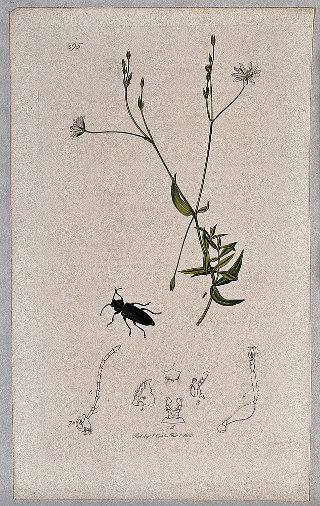 Chickweed or stitchwort plant (Stellaria graminea) with an associated insect and its abdominal segments. Coloured etching…