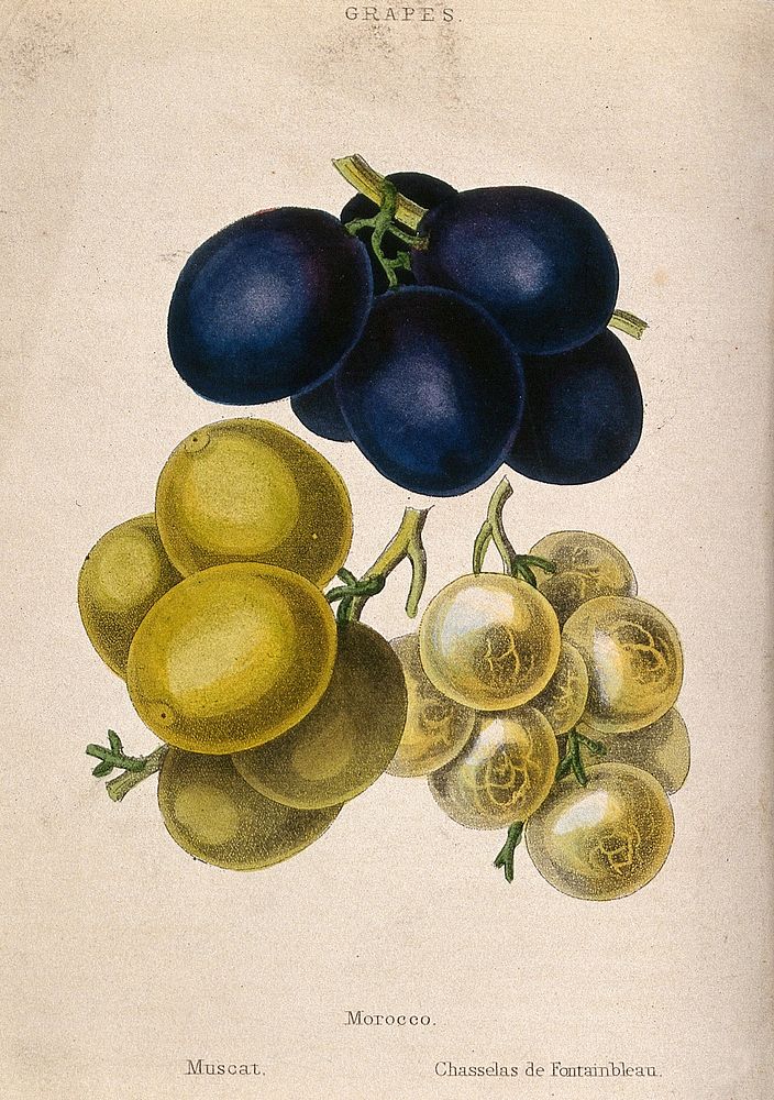 Grapes (Vitis cultivars): three bunches of fruit. Coloured aquatint, c. 1839.