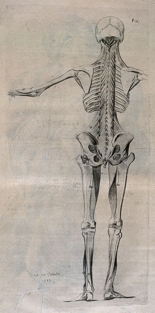 A standing écorché figure, seen from behind, showing the skeleton. Crayon manner print by J. Gamelin after himself, 1779.