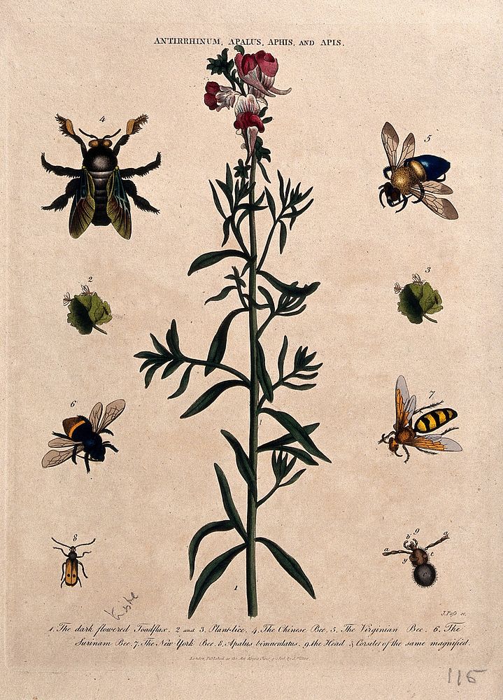 Snapdragon flower (Antirrhinum majus) with five species of bee. Coloured etching by J. Pass, c. 1808, after J. Ihle.