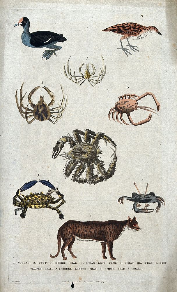 Above, a coot, a crake and three crabs; below, three crabs and a cougar. Coloured etching.