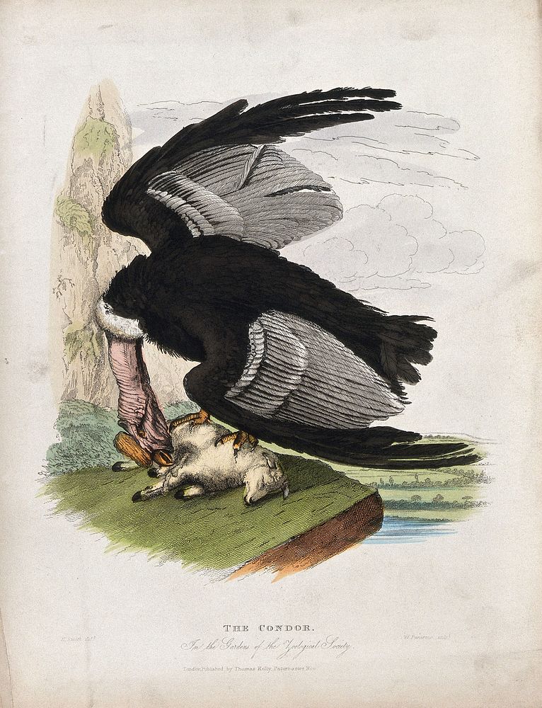 Zoological Society of London: a condor attacking a lamb on a rock. Coloured etching by W. Panormo after H. Smith.