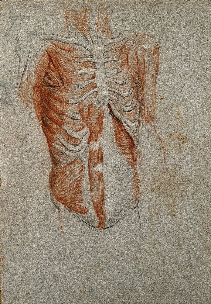 Écorché figure, showing the bones and muscles of the thorax. Black and red chalk drawing, by C. Landseer, ca. 1815.