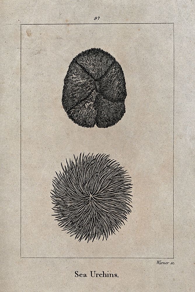 Two sea urchins. Etching by G. Warner.