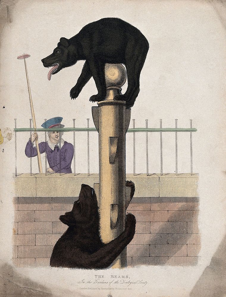 Zoological Society of London: a bear clambering up a pole while another bear embraces the pole. Coloured etching.