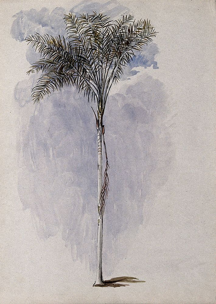 A palm tree found on the River Wenamu, Guyana. Watercolour after C. Goodall, 1846.
