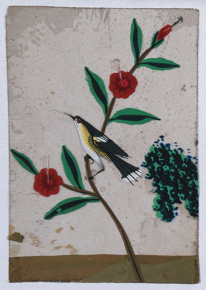A grey, white and yellow bird sitting on a flower stem. Gouache painting on mica by an Indian artist.