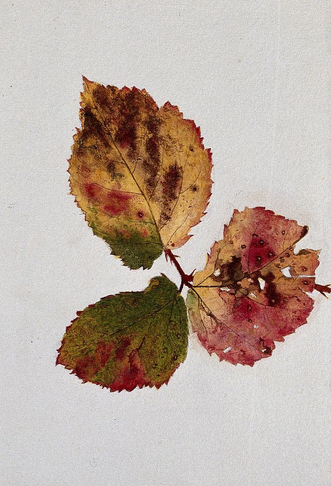 Autumn leaves of bramble (Rubus species). Watercolour drawing.