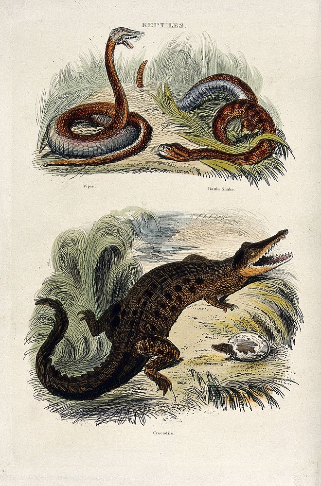 Above, a viper rearing and a rattle snake wriggling through grass, below, a crocodile next to its hatching young. Coloured…
