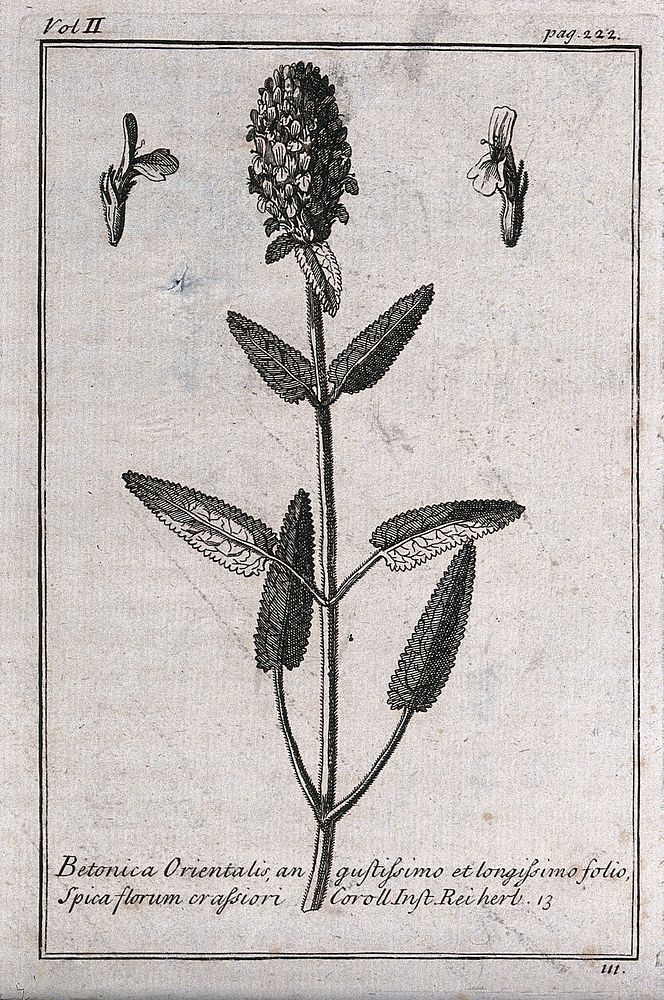 A plant related to betony (Stachys sp.): flowering stem and floral segments. Etching, c. 1718, after C. Aubriet.
