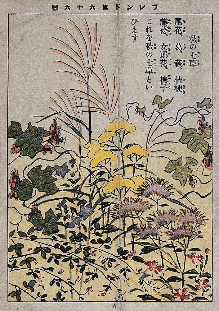 Wild flowers. Colour process print, 1909.