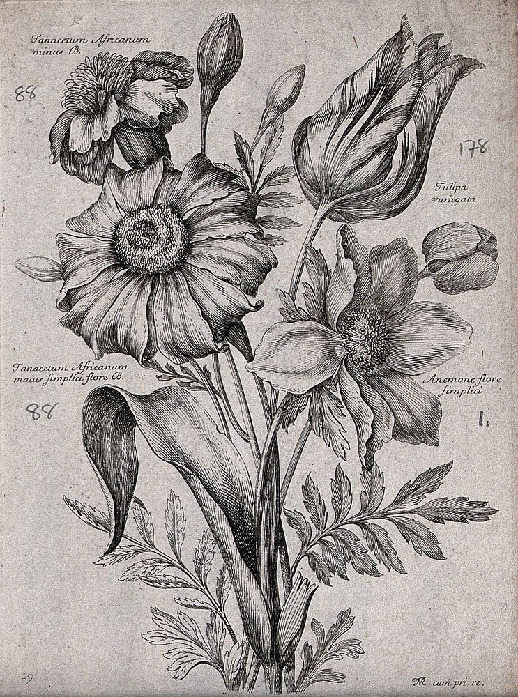 Four plants, including feverfew (Tanacetum species) and a tulip (Tulipa variegata): flowering stems. Etching by N. Robert…