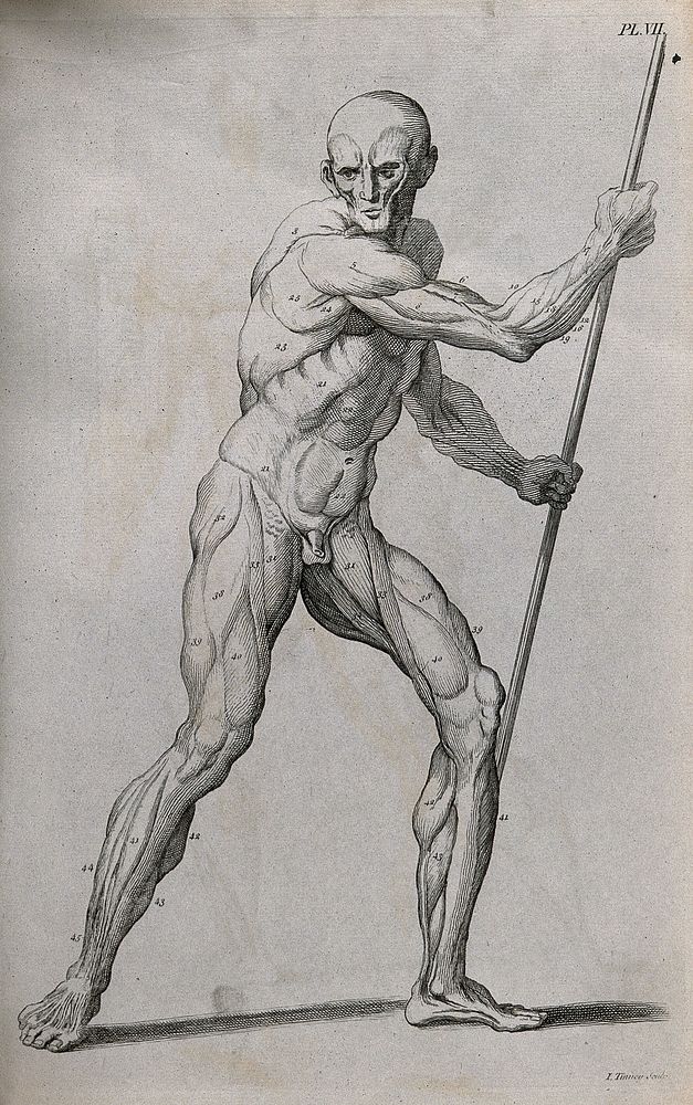 An écorché figure holding a spear, with left leg bent, seen from the right side. Line engraving by J. Tinney, 1743, after W.…