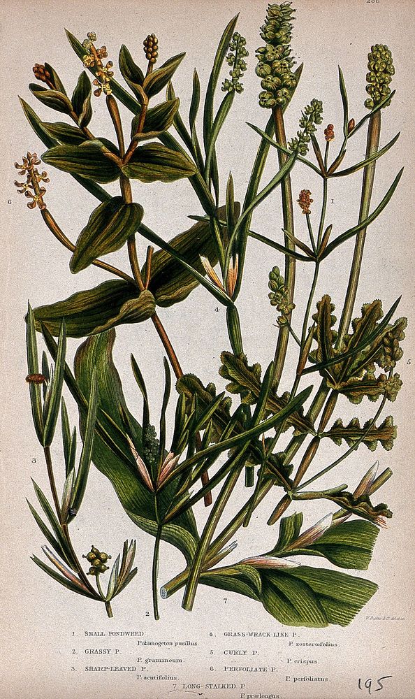 Seven aquatic flowering plants, all types of pondweed (Potamogeton species). Chromolithograph by W. Dickes & co., c. 1855.