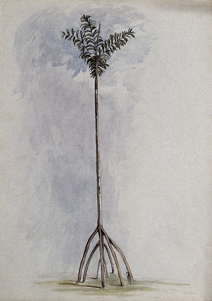 A palm tree (Iriartea species), with aerial roots. Watercolour after C. Goodall, 1846.