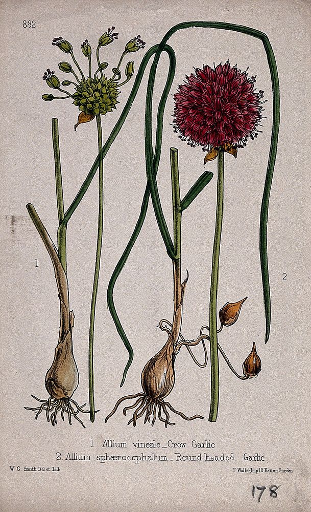 Round-headed garlic (Allium sphaerocephalon) and crow garlic (Allium vineale): flowering stems and bulbs. Coloured…