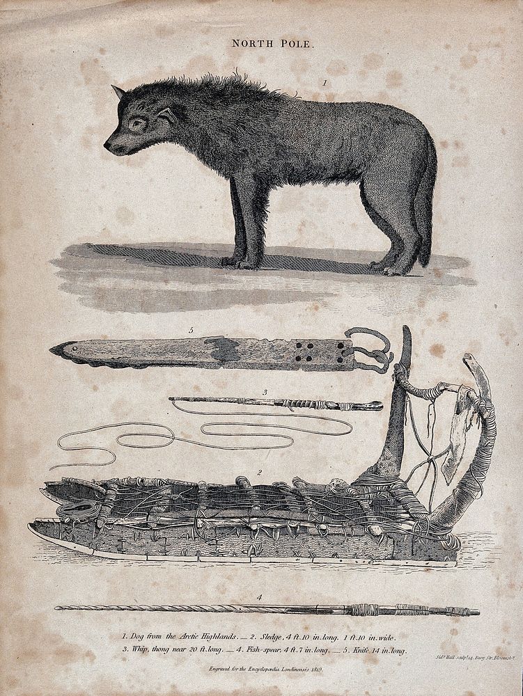 Above, a dog from the arctic highlands; below, a sledge, a whip and a knife. Etching by S. Hall.