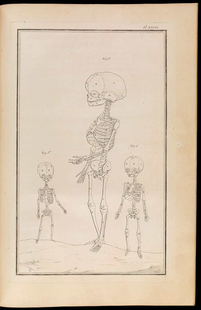 Traité d'ostéologie, traduit de l'anglois de M. Monro, professeur d'anatomie, et de la Société Royale d'Edimbourg: où l'on a…