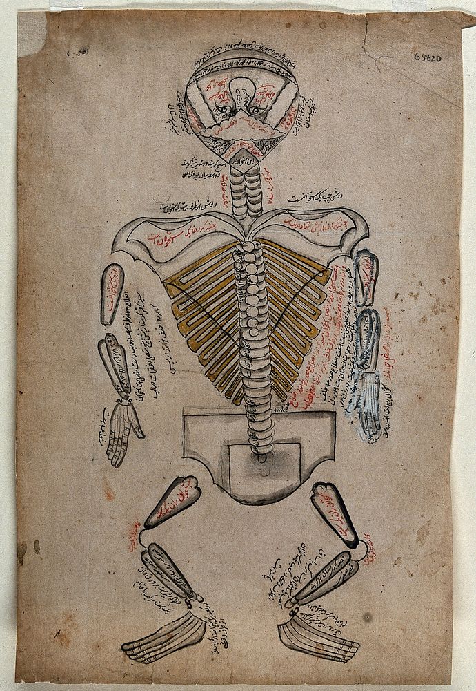A skeleton. Watercolour drawing by a Persian artist.