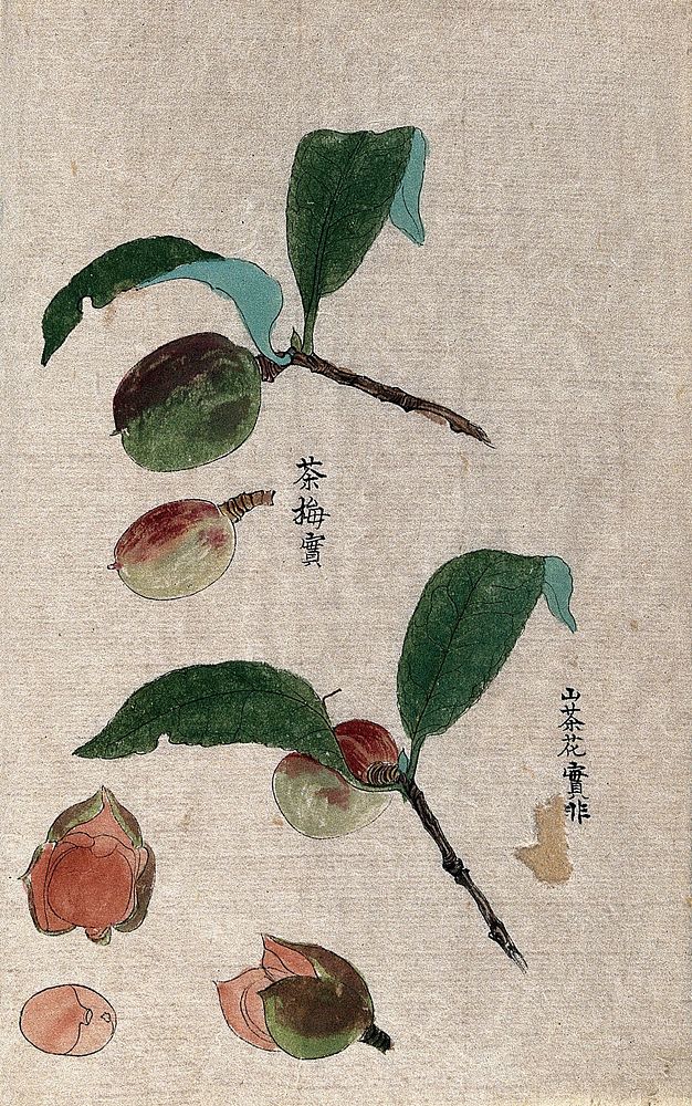 A plant, possibly a Prunus species: two fruiting stems and a dissected fruit. Watercolour.
