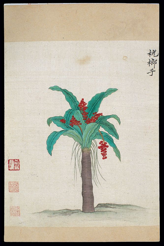 Ming herbal (painting): Gomuti sugar palm
