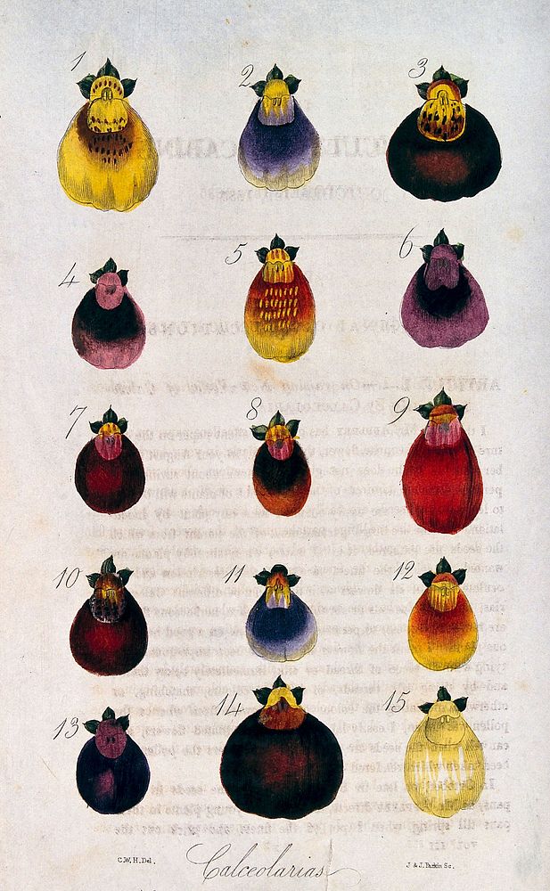 Fifteen flowers from different varieties of slipper flower (Calceolaria species). Coloured engraving by J. & J. Parkin…