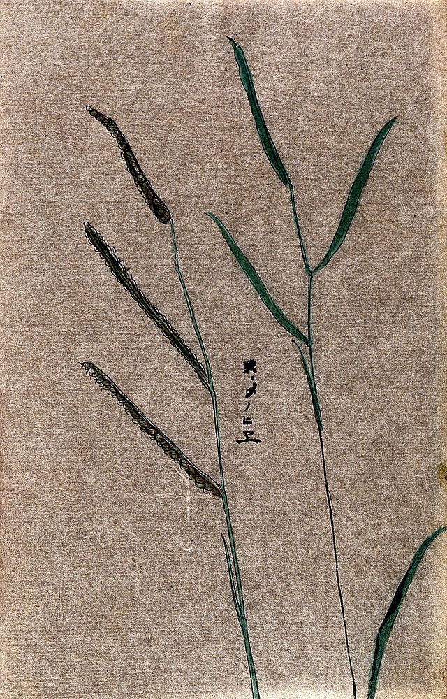 Barnyard millet (Echinochloa frumentacea): seedheads and leafy stem. Watercolour.