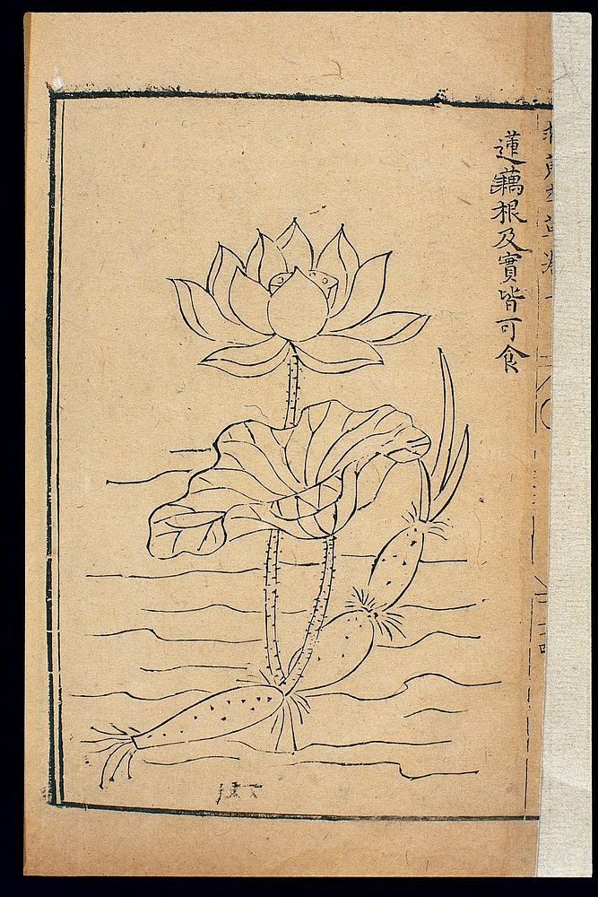 Famine Relief Herbal (1593): Lotus root
