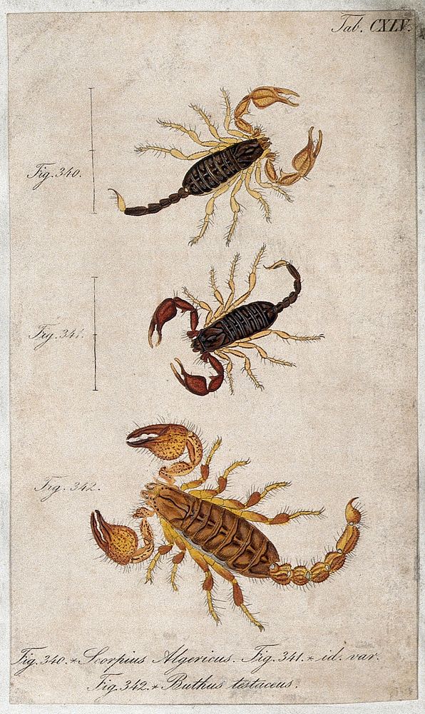 Three scorpions: Scorpius algericus and a variety of same and Buthus testaceus. Coloured engraving.