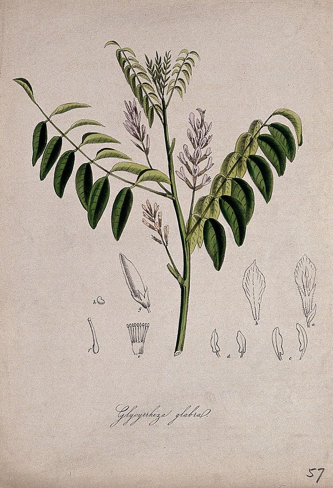 Liquorice plant (Glycyrrhiza glabra): flowering stem and floral segments. Coloured lithograph after M. A. Burnett, c. 1847.