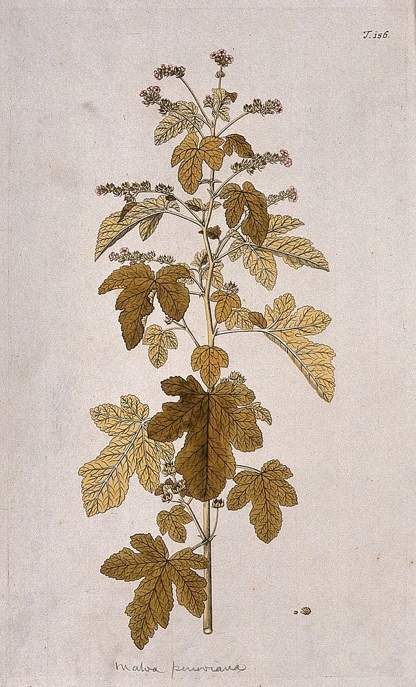 Mallow (Malva peruviana): flowering and fruiting stem with separate fruit. Coloured engraving after F. von Scheidl, 1772.