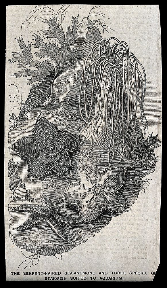 A serpent-haired sea-anemone and three species of star-fish. Wood engraving.