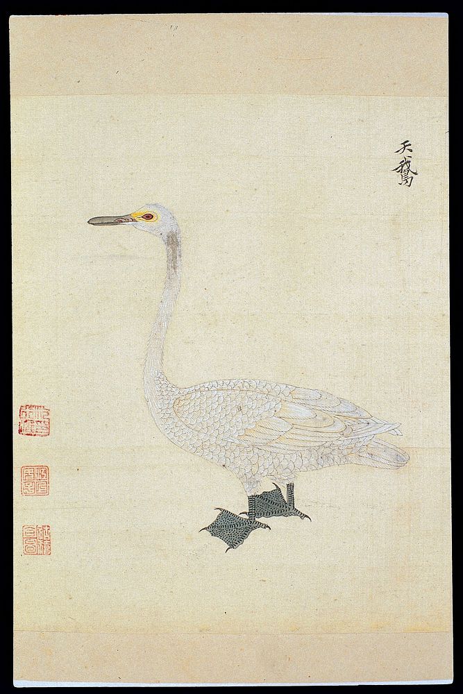 Ming herbal (painting): Swan
