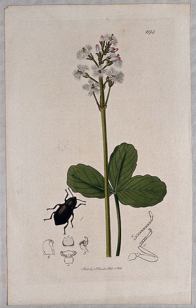 Bogbean or buckbean plant (Menyanthes trifoliata) with an associated insect and its abdominal segments. Coloured etching, c.…