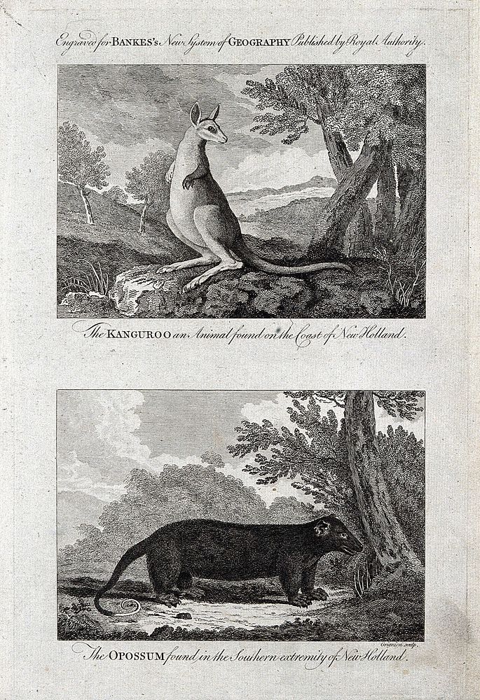 Australia: above, a kangaroo; below, a common ringtail possum. Etching by C. Grignion, ca. 1788.
