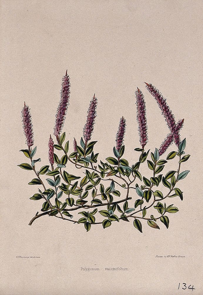 A ground-cover plant (Polygonum vacciniifolium): flowering stem. Coloured zincograph by C. Rosenberg, c. 1850, after himself.