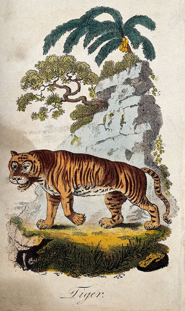 A tiger in an exotic scenery. Coloured etching.