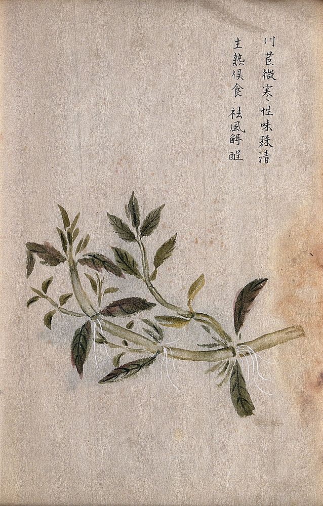 A Chinese plant known as "Ju": stem with leaves. Watercolour.
