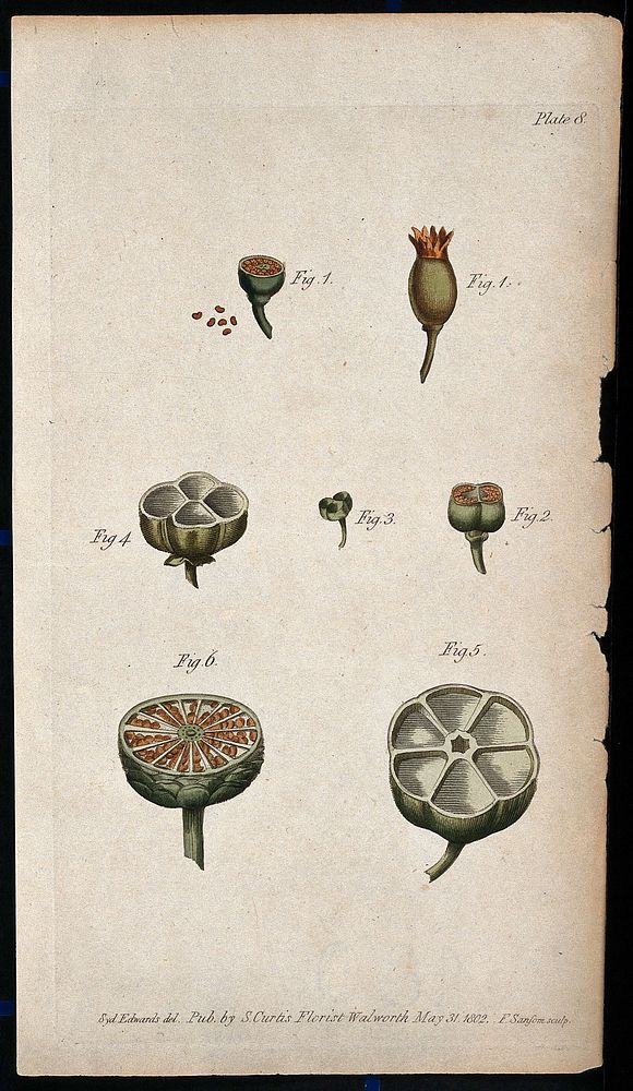 Six figures of whole and sectioned fruits showing arrangement of the pericarp. Coloured etching by F. Sansom, c. 1802, after…