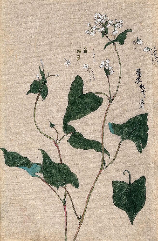 Buckwheat (Fagopyrum esculentum): flowering stem with floral segments. Watercolour.