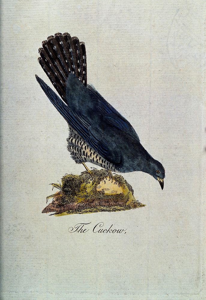 A cuckoo. Coloured etching.