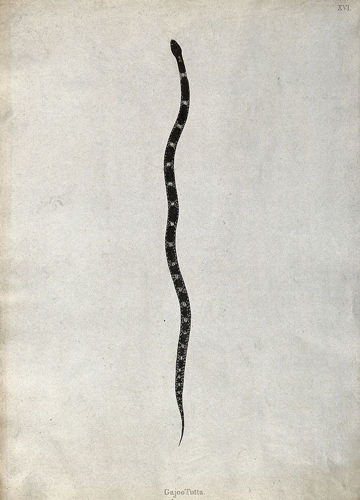 An Indian snake: Gajoo Tutta. Engraving by Skelton, ca. 1796.