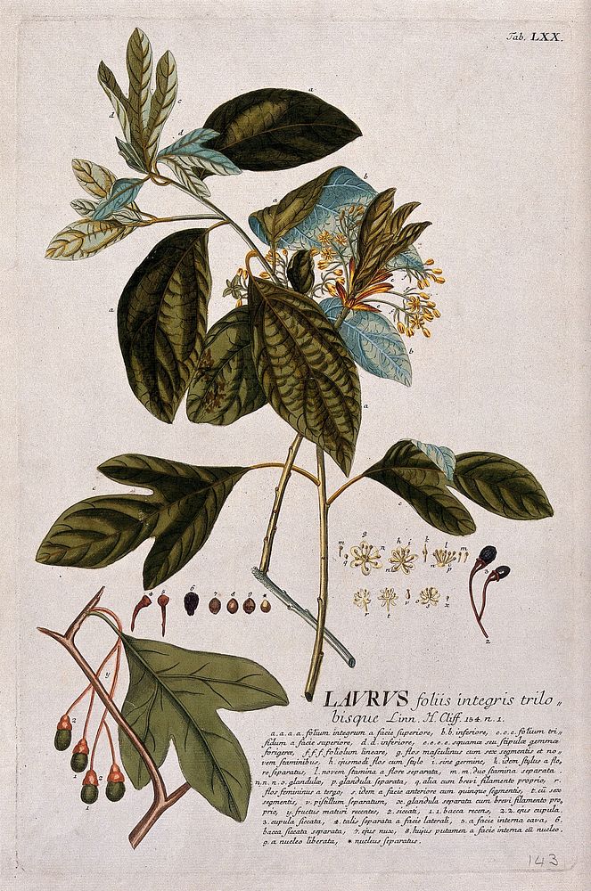 A plant (Laurus sp.) related to laurel: flowering, fruiting and leafy stems with detailed segments of flower and fruit.…