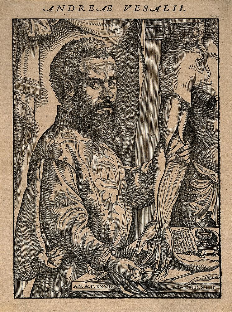 Andreas Vesalius. Woodcut, 1543, after J. S. van Calcar .