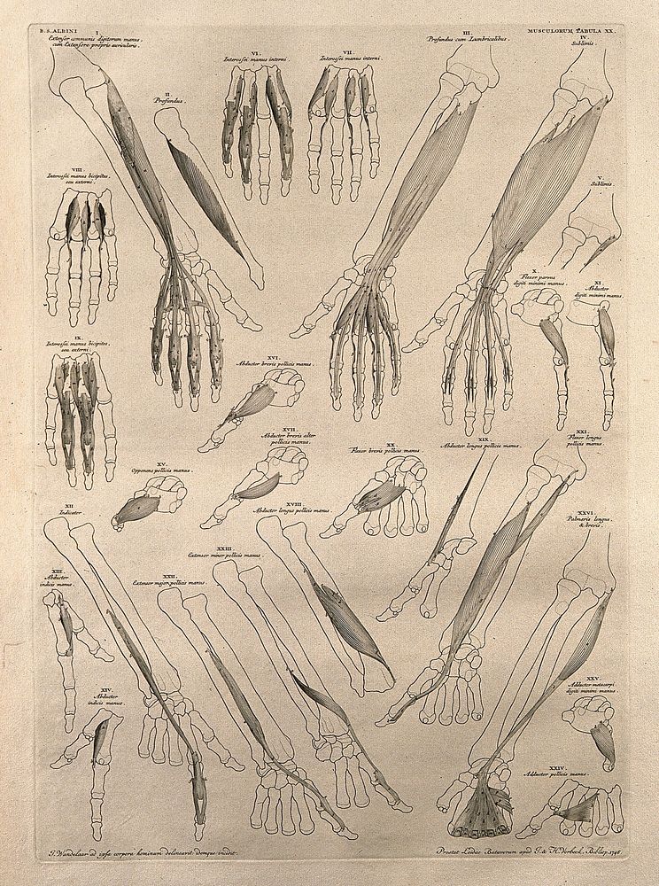 Muscles and bones of the arm and hand: twenty-five figures. Line engraving by J. Wandelaar, 1746.