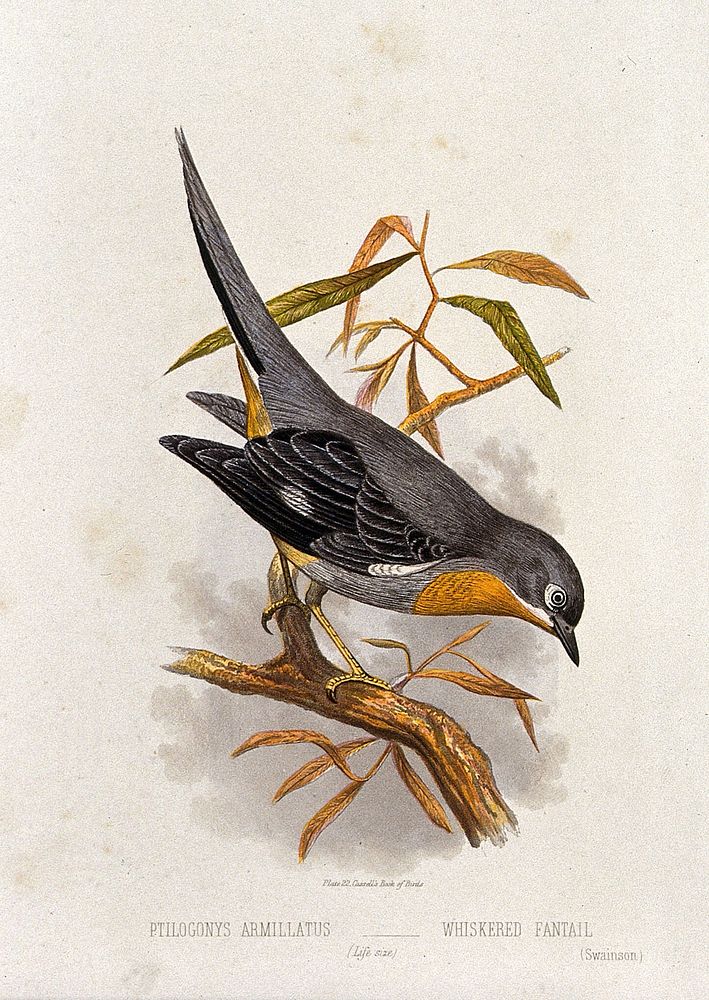 A whiskered fantail bird (Ptilogonys armillatus). Colour lithograph, ca. 1875.